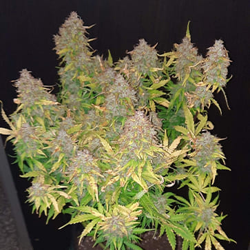 Насіння коноплі Auto Orange Bud Feminised Silver - 500 шт